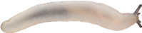 Arion silvaticus
VITSIDIG SKOGSSNIGEL
7.0 × 29.3 mm